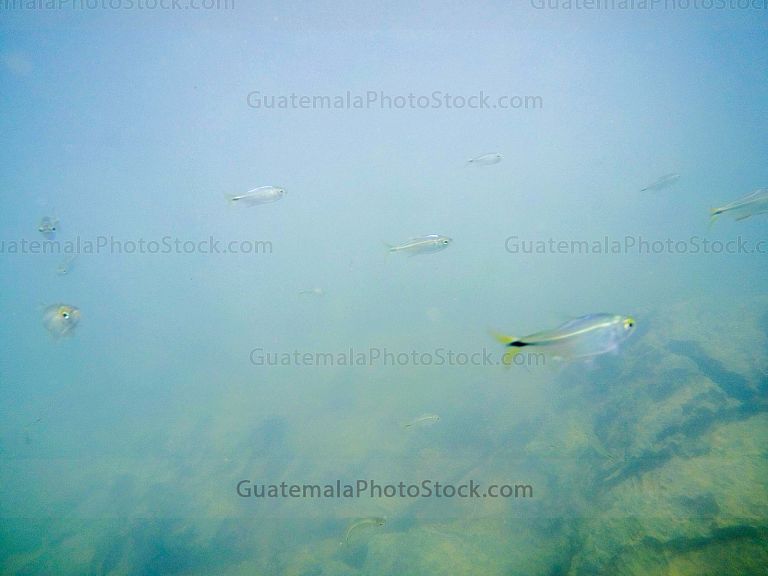 Peces en el Río Chiyú