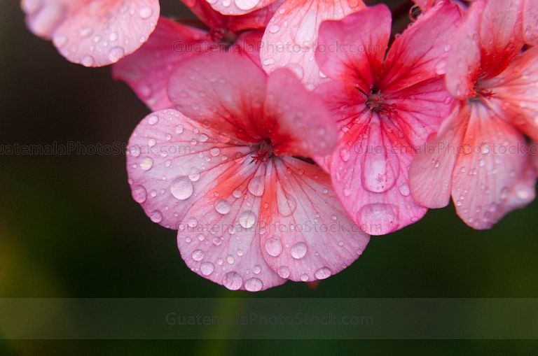Macro naturaleza