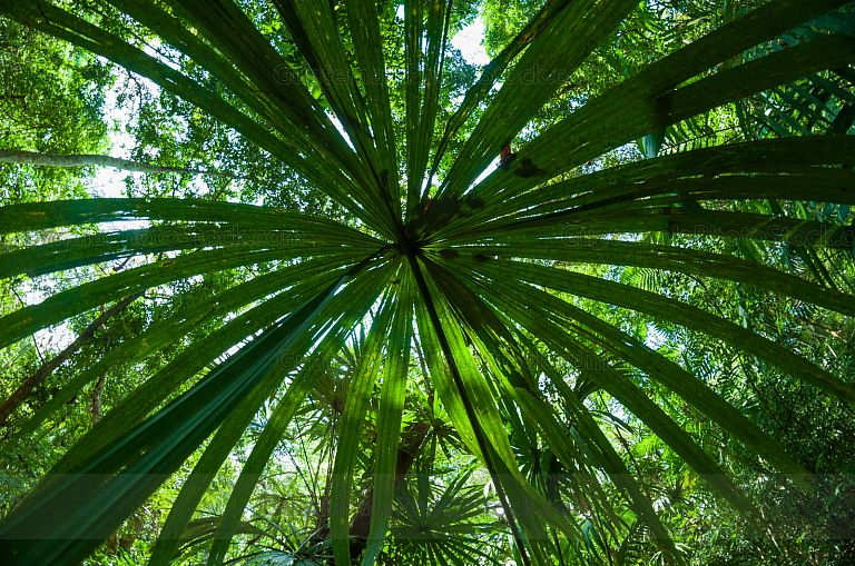 Selva Tropical de Petén