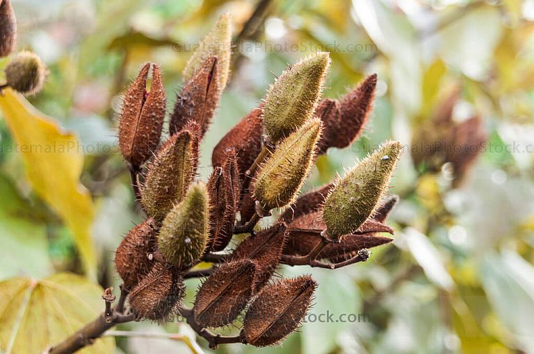 Ramas de achiote