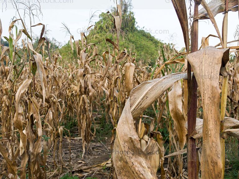 Milpa