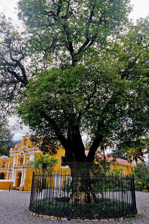 Árbol de Esquisuchil