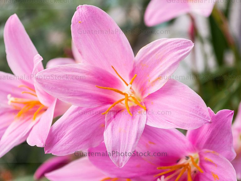 Flor