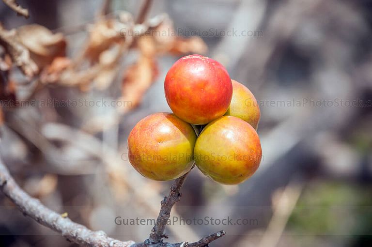 Jocotes