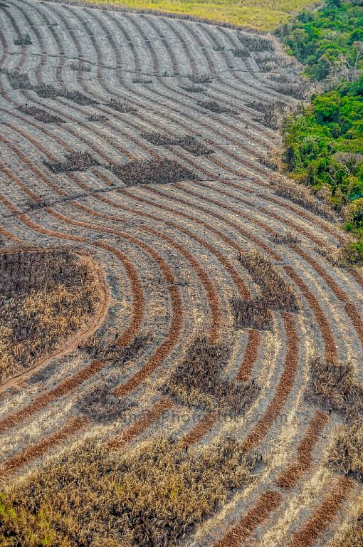 Campo agricola en la Costa Sur