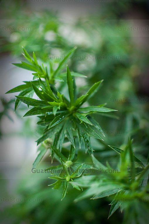 Planta de Samat