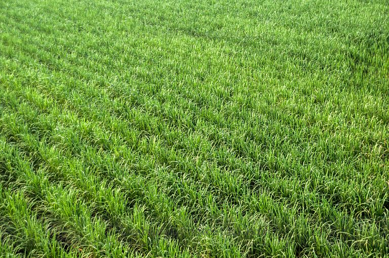 Campos de caña de azucar