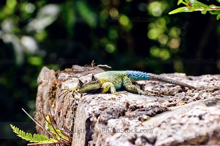Lagartija