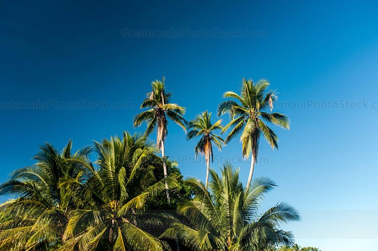 Palmeras