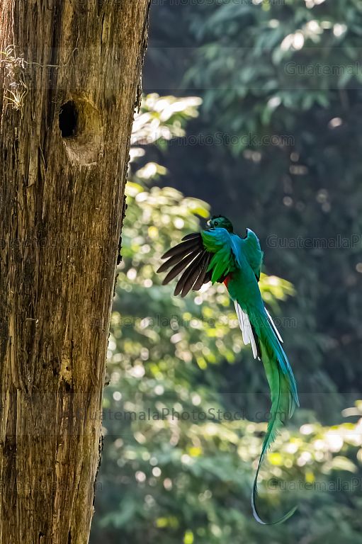 Quetzal volando hacia nido