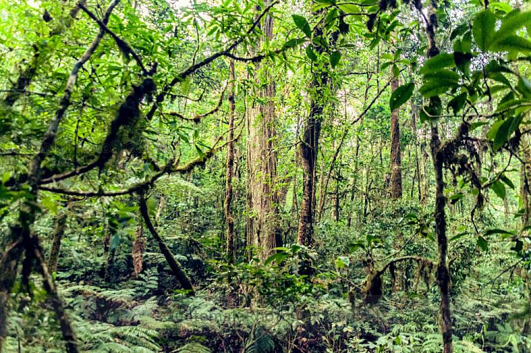 Bosque Nuboso de la Sierra de las minas