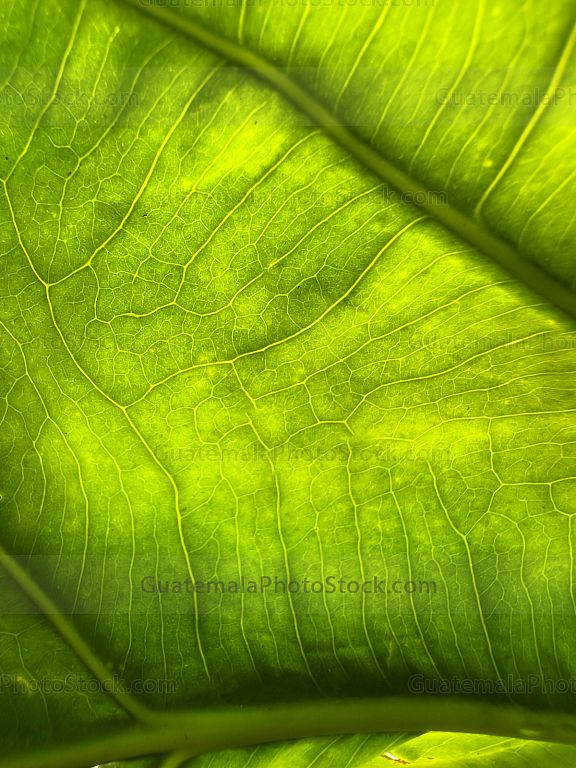 Macro Naturaleza