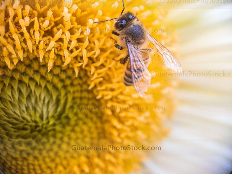 Macro fotografia
