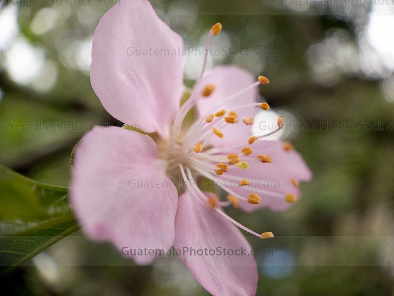 Macro naturaleza