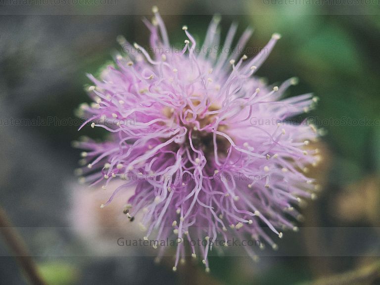 Macrofotografía de flor