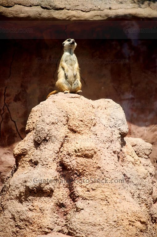 Suricata