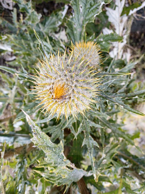 Cardo Escocés (Onopordum acanthium)