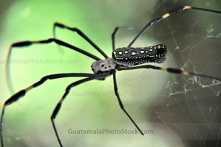 Araña