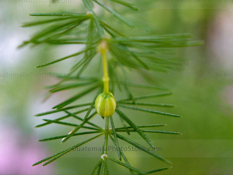 Macro fotografia