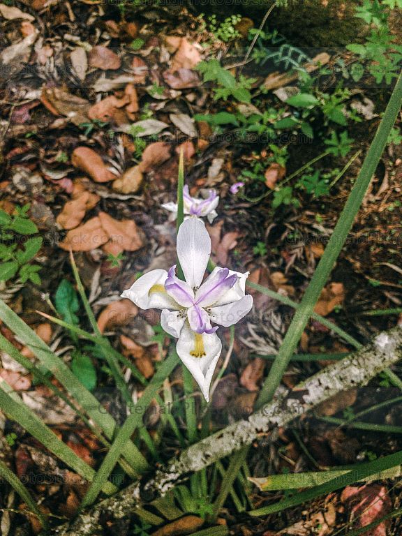 Naturaleza en Green Rush