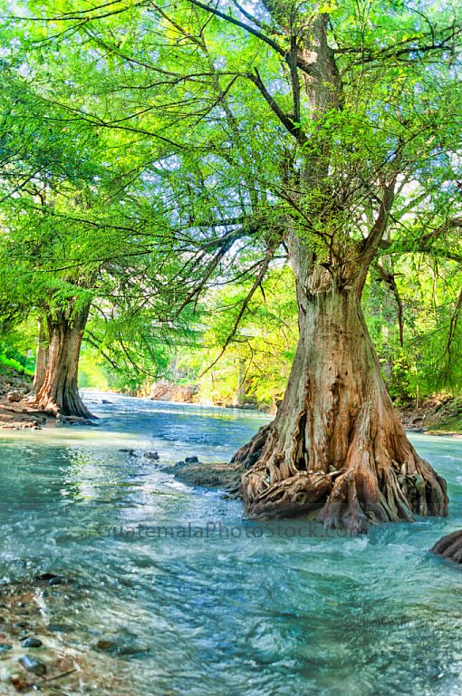 Árboles de Ahuehuete en Río Azul