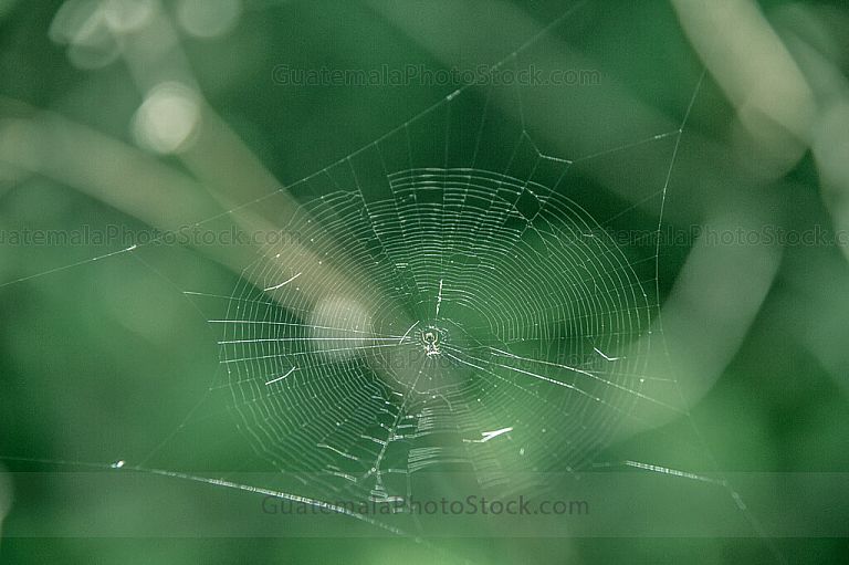 Tela de araña