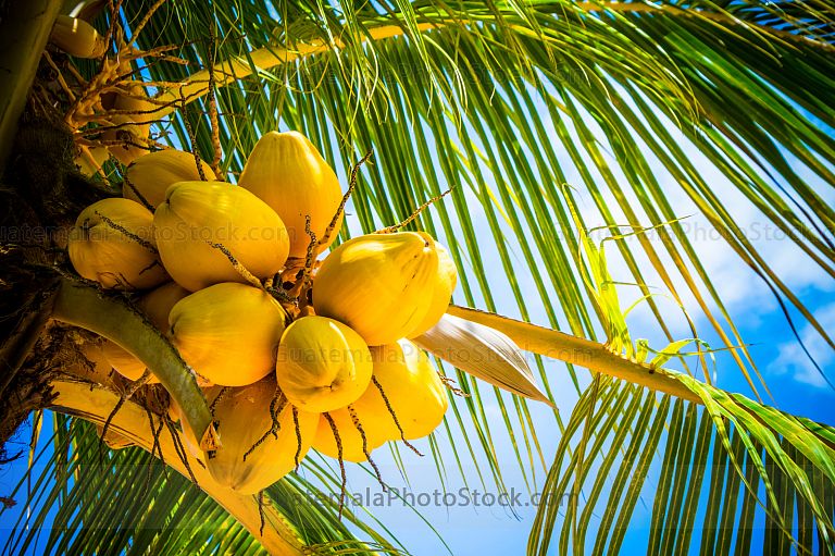 Cocos