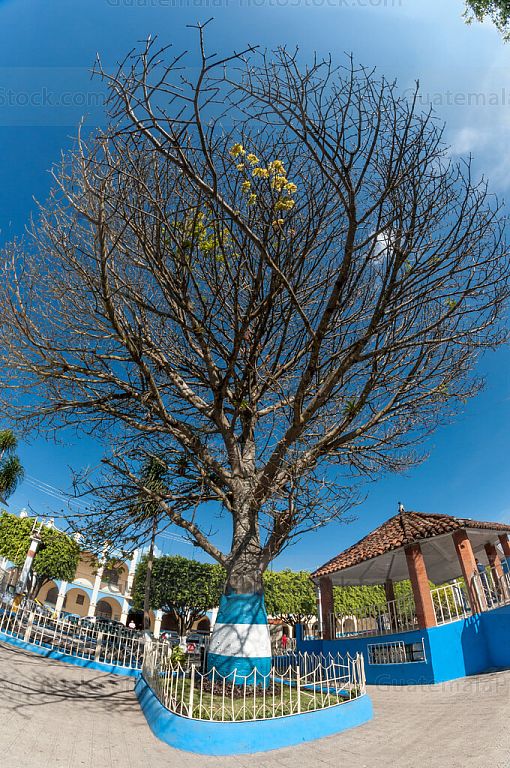 Ceiba en El Tejar