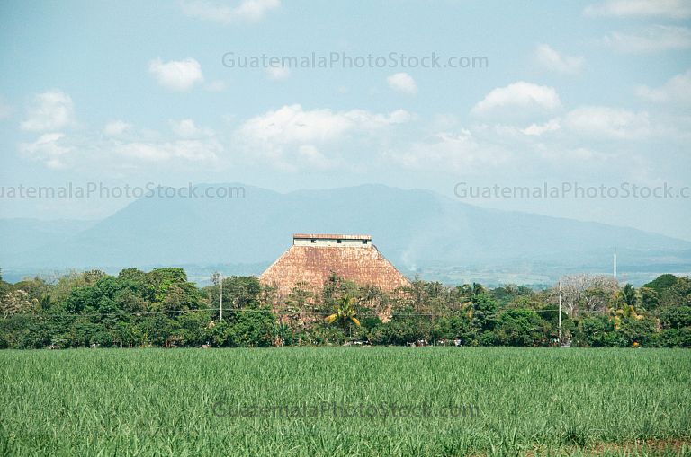 Campo agricola de caña de azúcar