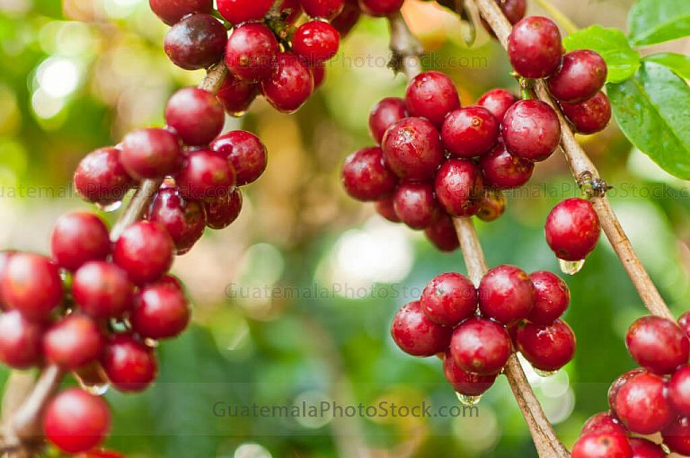Ramas de cafeto