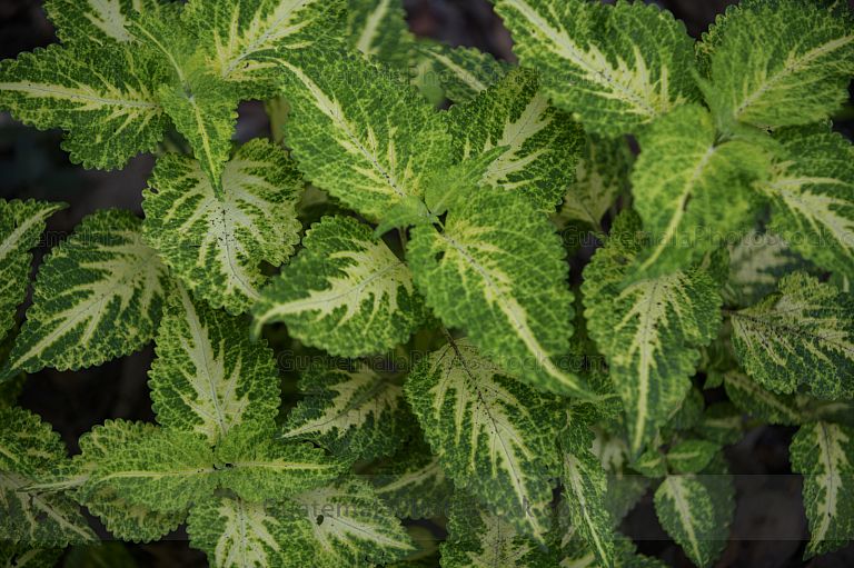 Cóleo (Electric Lime)