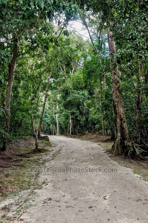 Sendero en el Parque Nacional Tikal