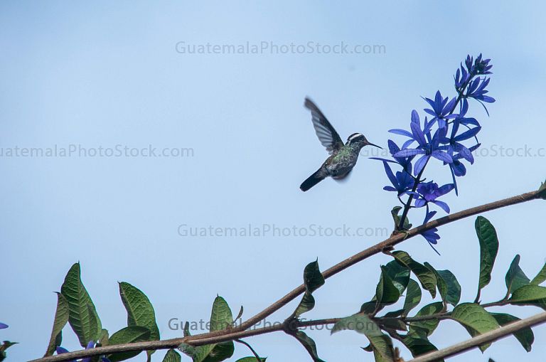 Colibrí