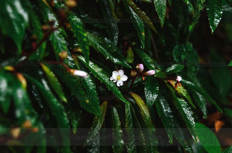 Flora del bosque nuboso tropical