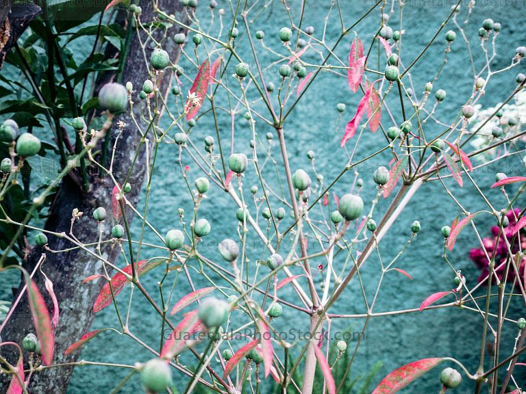 Flora
