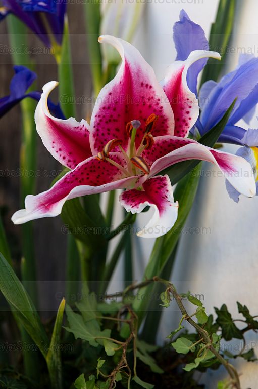 Detalle de arreglo floral