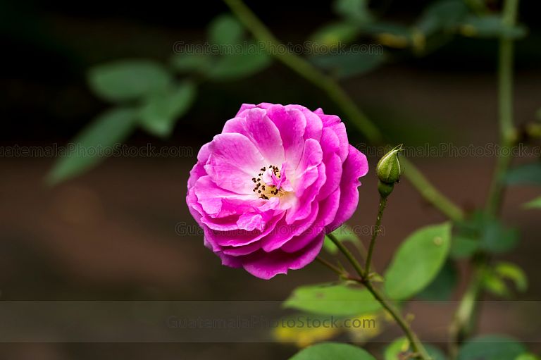 Rosa de color rosa