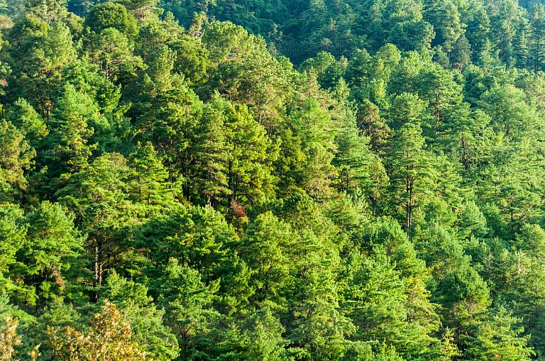 Bosques lluviosos de Totonicapán