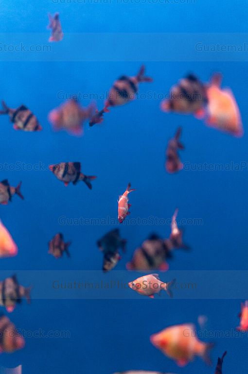Acuario