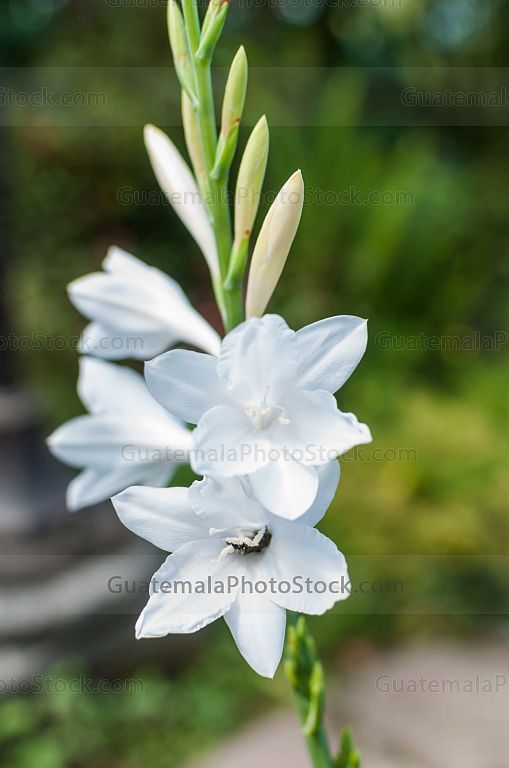 Flores