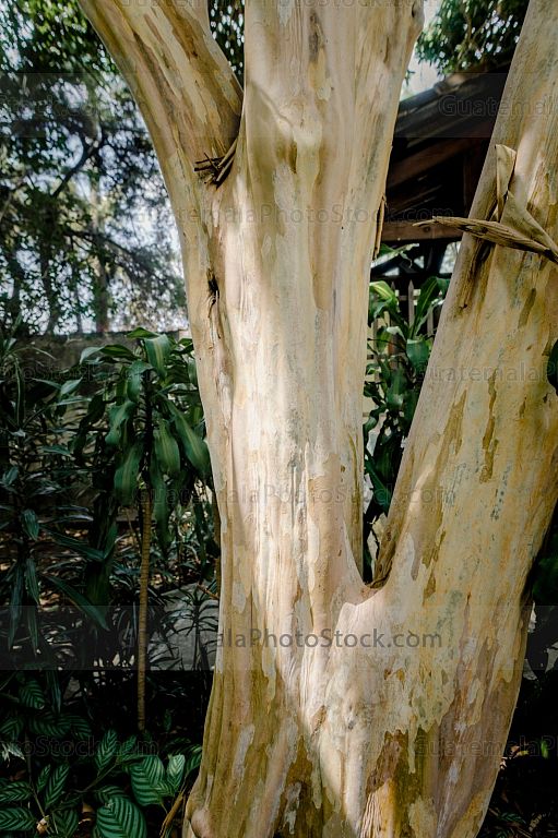 Arbol de corteza blanca