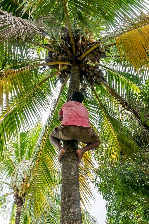 Corte de cocos