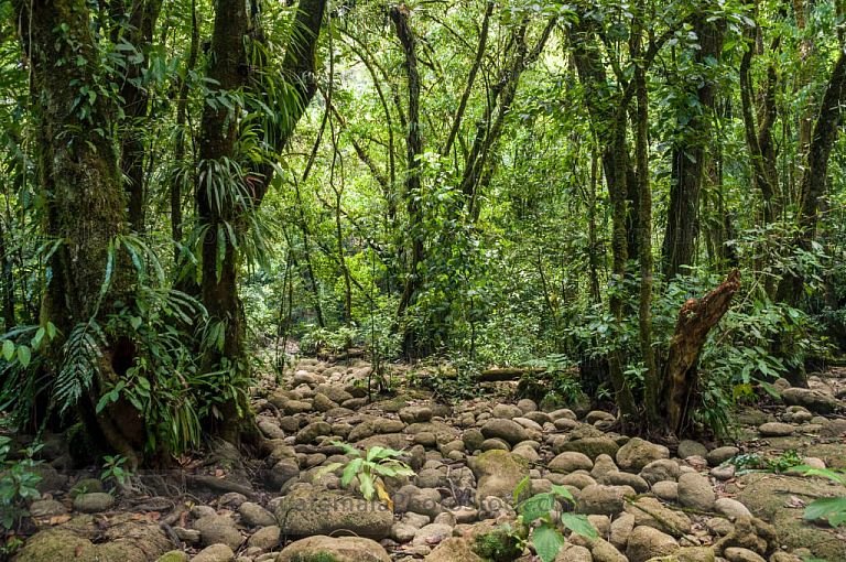 Sendero entre la selva de la Laguna Brava