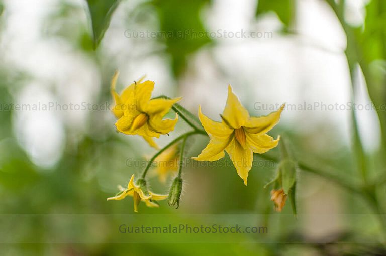 Flor de Tomate