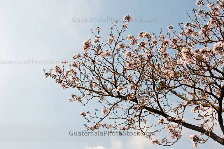 Naturaleza