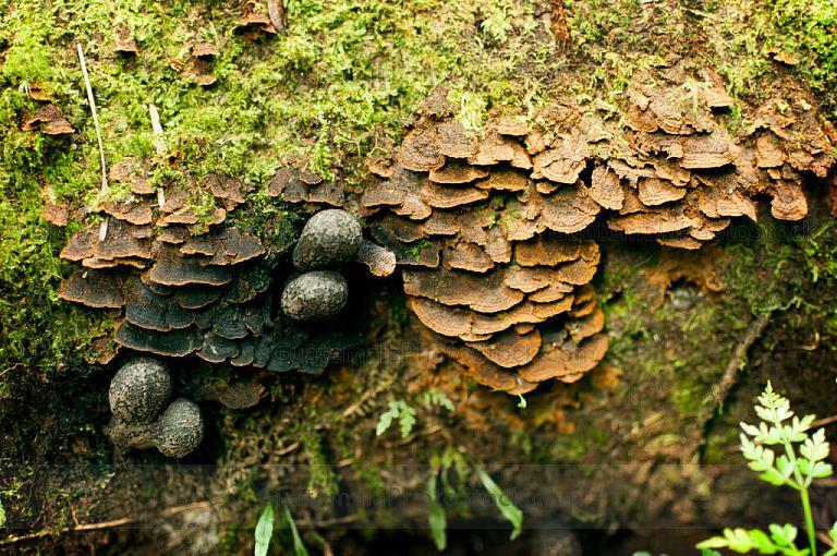 Hongos en el Bosque Nuboso