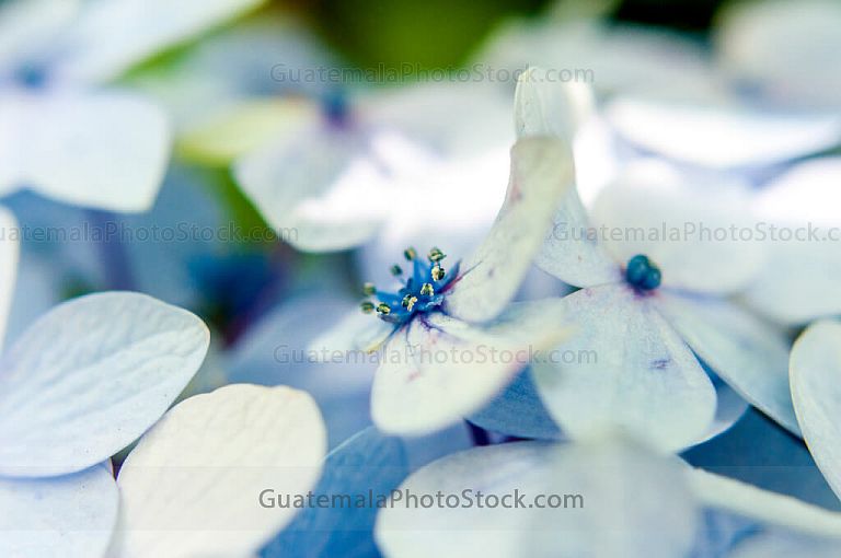 Hortensias