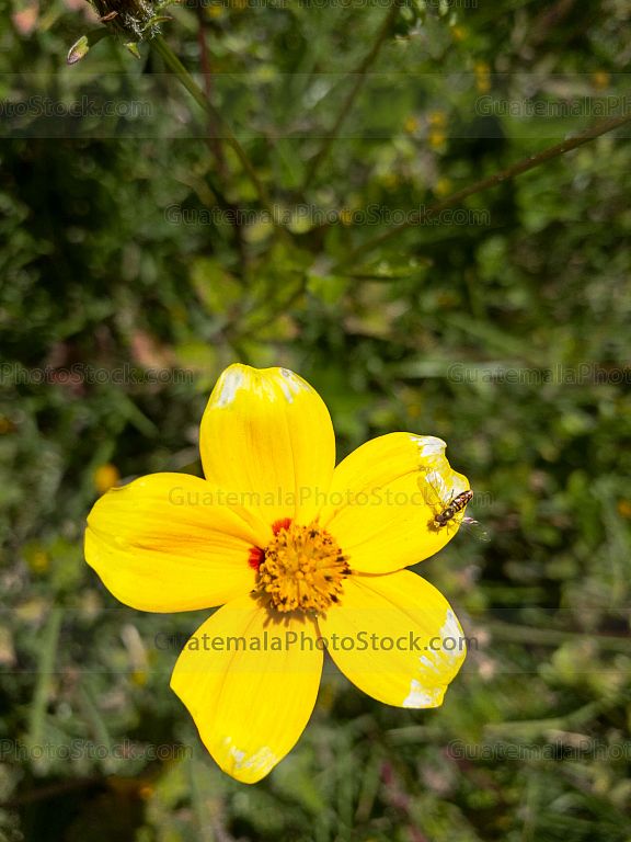 Flor de campo
