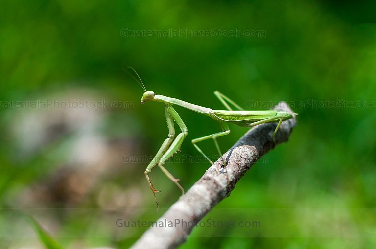 Mantis Religiosa