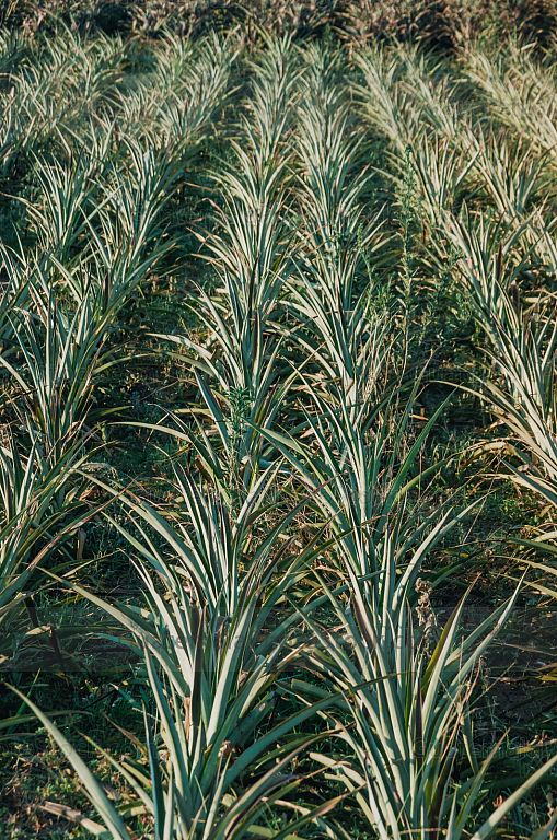 Siembra de piña